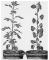 כסיה עם עלים מקופלים (מימין) ופרושים (משמאל) דארווין